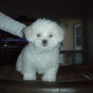 Meet your Posher, Cm